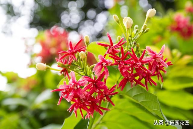 使君子，花量少、不开花？可能是这些方面做错了，及时调整花满枝