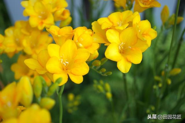 香雪兰，叶片倒伏、不开花？可能这里失误，正确养护，花开正当时