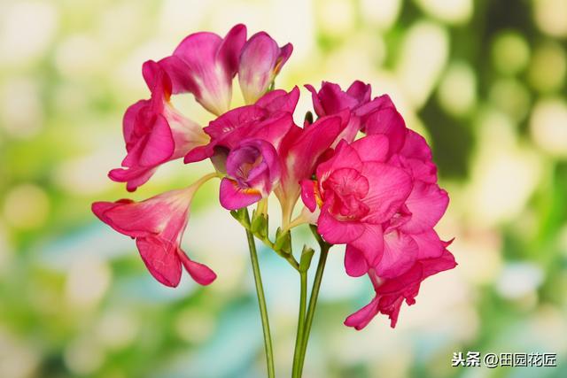 香雪兰，叶片倒伏、不开花？可能这里失误，正确养护，花开正当时