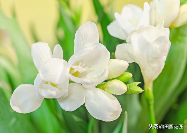 香雪兰，叶片倒伏、不开花？可能这里失误，正确养护，花开正当时