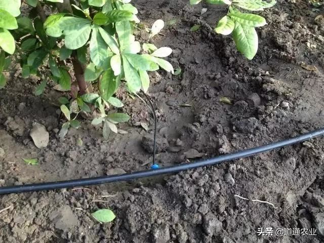 苗木返青水一定要浇明白，这些坑千万别踩，确保苗木安全入春