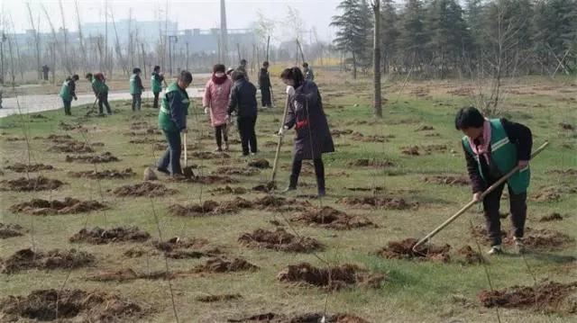 这样栽树，等于加快树木的死亡