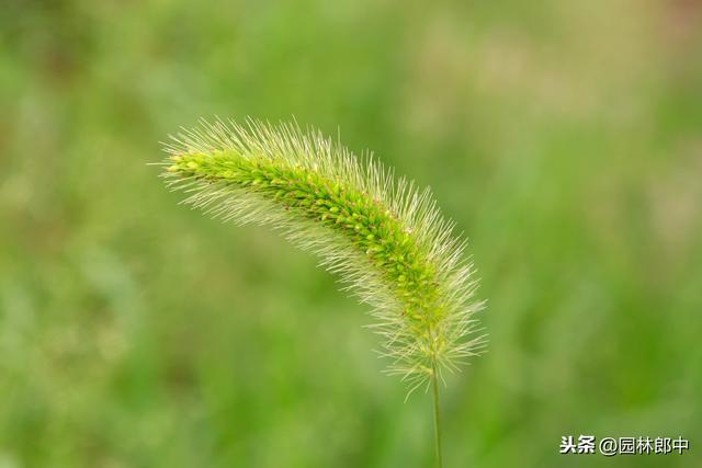 苗圃除草成本一直居高不下？不妨试试这种方法！除草成本减少一半