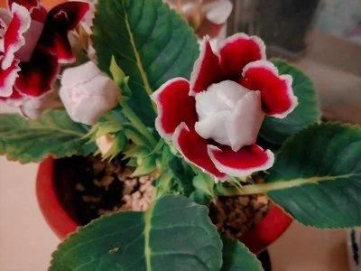 大岩桐没有种子进行播种？改成分球繁殖的方式，照样可以花团锦簇