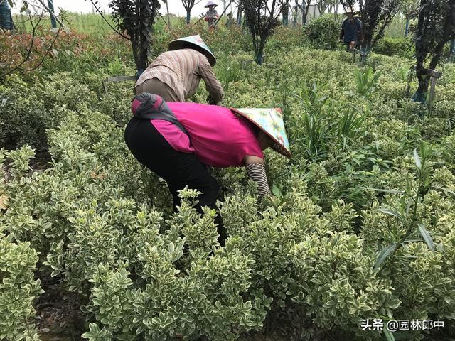 苗圃除草成本一直居高不下？不妨试试这种方法！除草成本减少一半