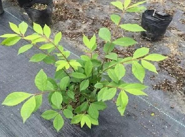 火焰卫矛盆栽修剪遇到难题，掌握这五个办法，枝密叶红又美观