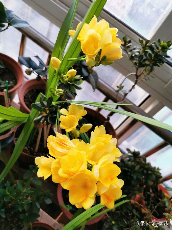 三种“香水花”，花瓣带有清香味，养在客厅里，全家都是香味