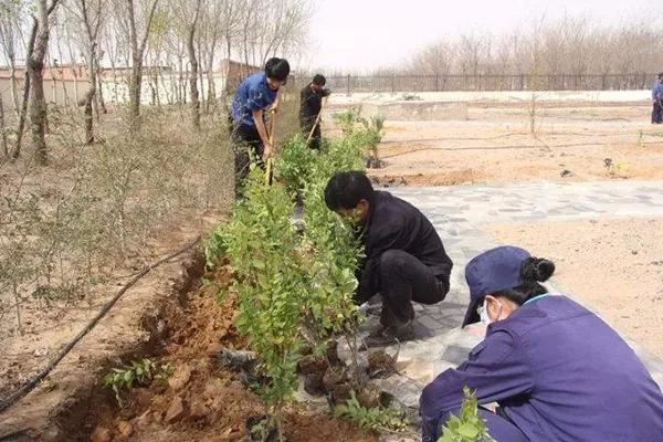 春天苗圃管理要及时，6项重点管理工作现在就要开始做