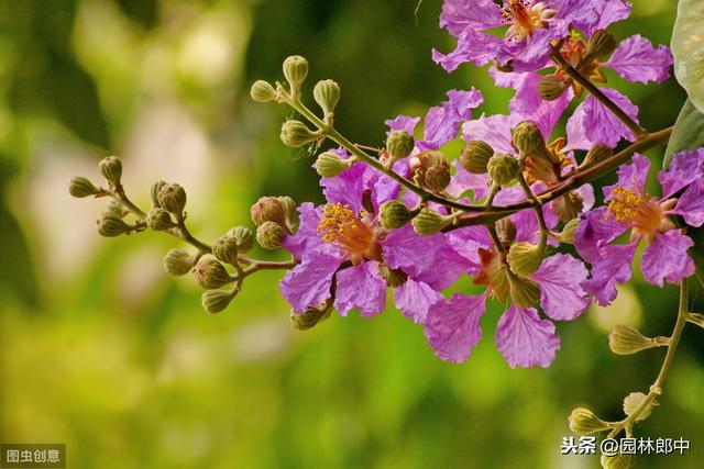 谁说花无红百日，紫薇就可以！学会这几点，紫薇花期更长久