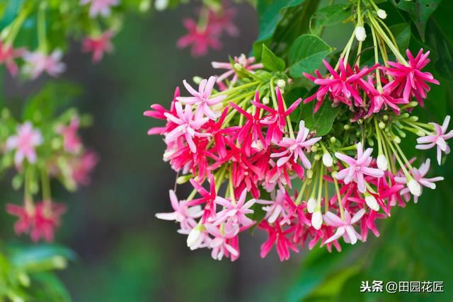 使君子，花量少、不开花？可能是这些方面做错了，及时调整花满枝