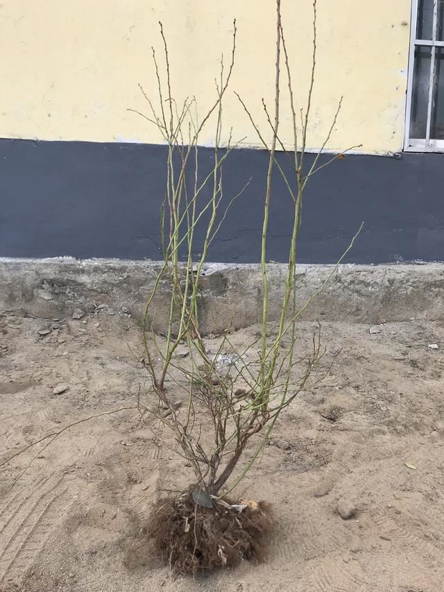 如何确定栽植苗木是否成活？