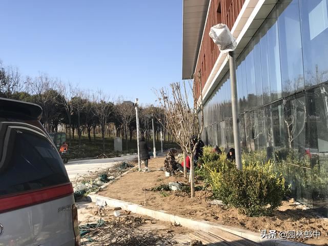 园林绿篱杂草难防除？那是你没找对方法，这样做成本减少一半！