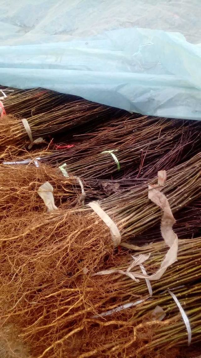 如何确定栽植苗木是否成活？