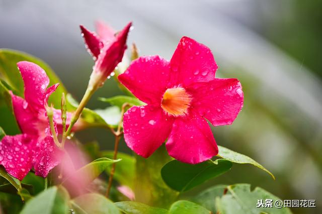 飘香藤，枝条多开花少，你可能这些方面没做好，这样养护，花满园
