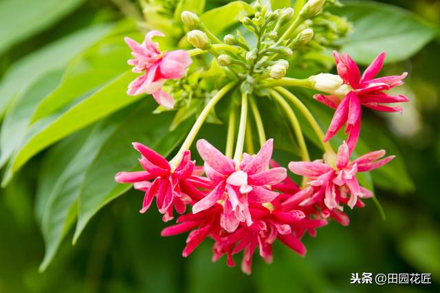 使君子，花量少、不开花？可能是这些方面做错了，及时调整花满枝
