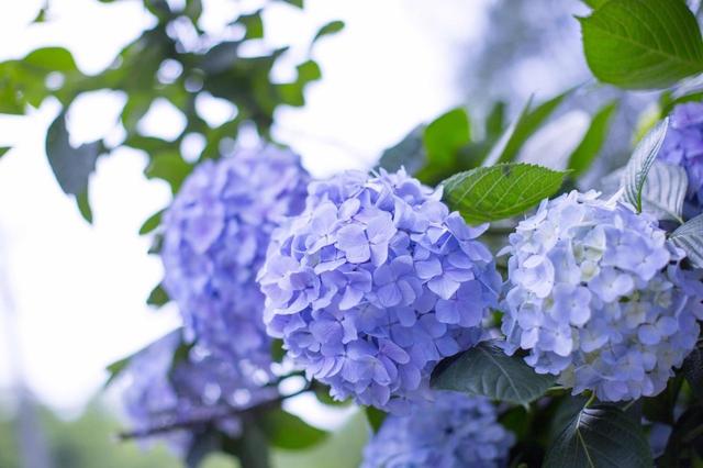 “八仙花”注意这“4方面”，仙气十足花团锦簇，还能改变花色