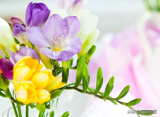 香雪兰，叶片倒伏、不开花？可能这里失误，正确养护，花开正当时