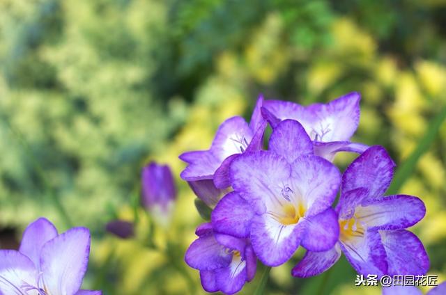 香雪兰，叶片倒伏、不开花？可能这里失误，正确养护，花开正当时