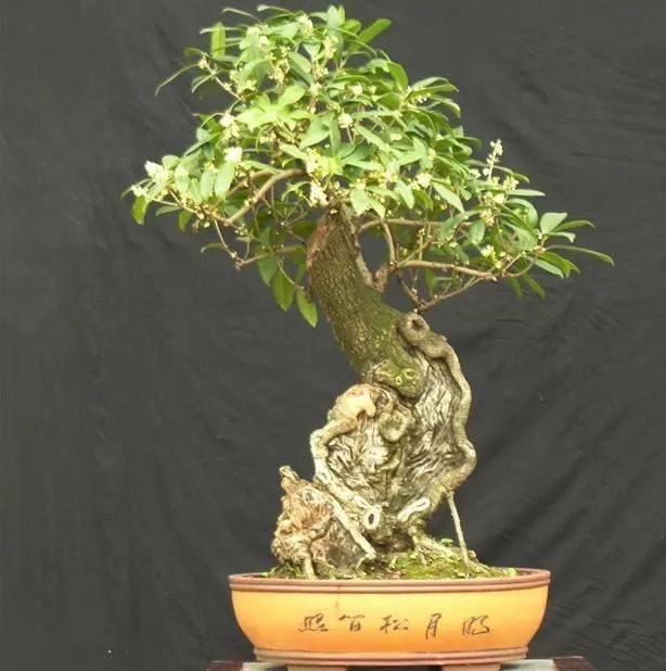 养桂花，为何总是出现叶黄？原来是这3点有恙，改善即可生长正常