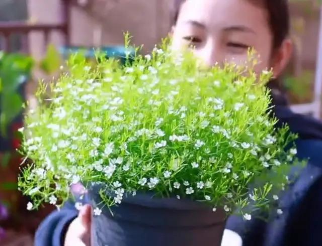 春天不知道养什么好看好养的花，就选择这三种，经验让你选对的。