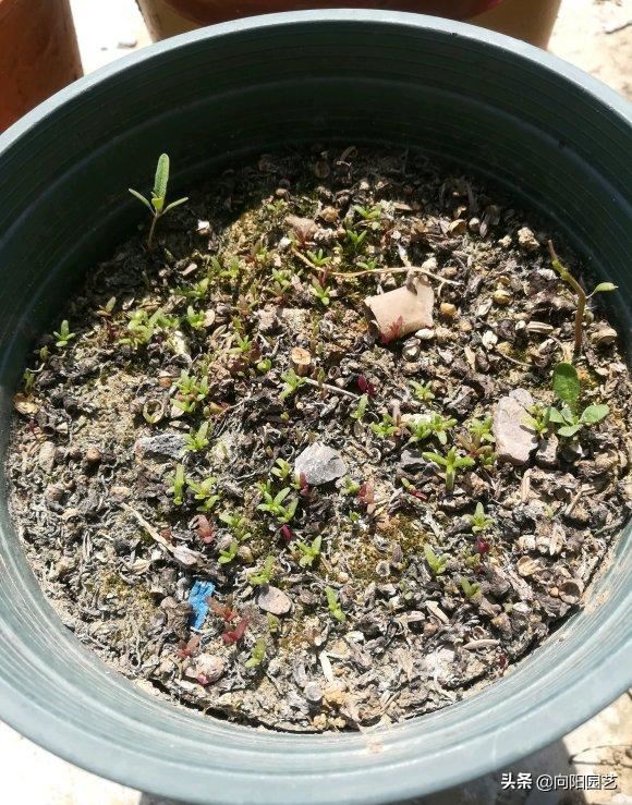 夏天养花，当属“太阳花”，号称“爆盆王”，一旦开花就停不下