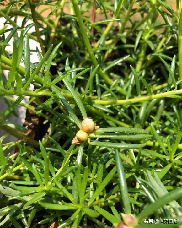 夏天养花，当属“太阳花”，号称“爆盆王”，一旦开花就停不下