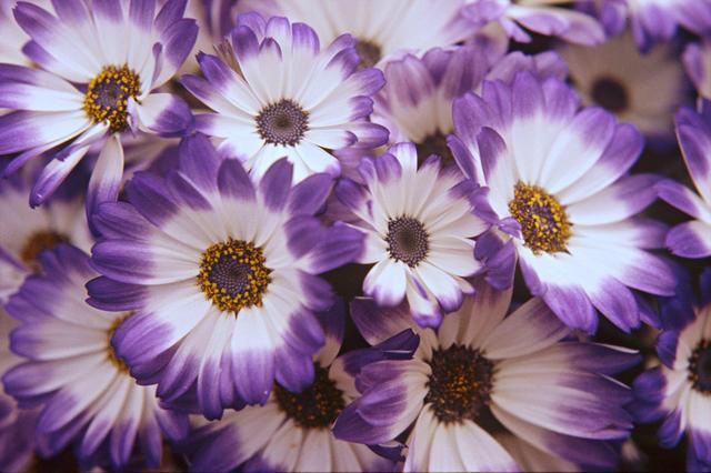 这花五彩缤纷，花期长好养活，什么颜色都有，花界中不多见