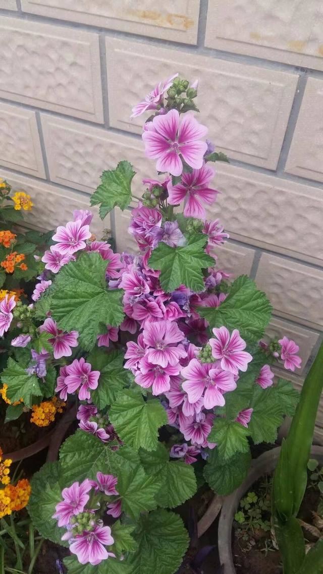 不娇气的锦葵花，地栽盆栽都能养好，开花仙气飘飘