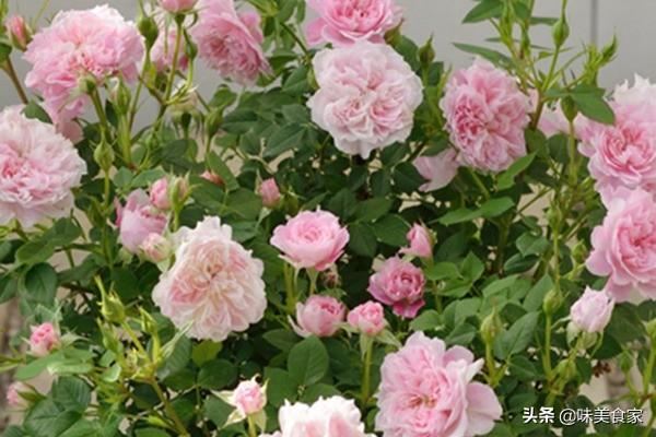 精品月季“躲躲藏藏”，开花爆盆，花比叶多，实属养花首选