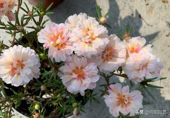 夏天养花，当属“太阳花”，号称“爆盆王”，一旦开花就停不下