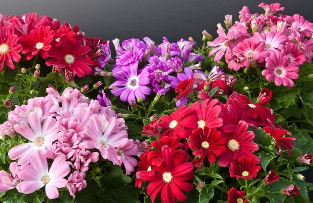 这花五彩缤纷，花期长好养活，什么颜色都有，花界中不多见