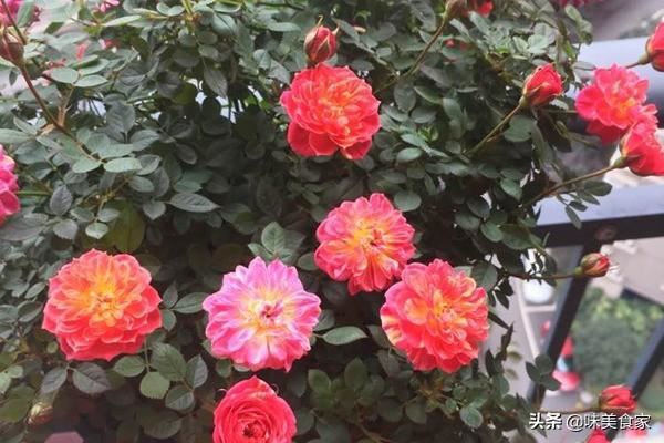 精品月季“躲躲藏藏”，开花爆盆，花比叶多，实属养花首选