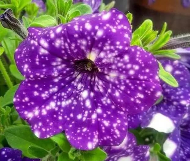 浪漫星空矮牵牛，花朵如梦幻星空，春天养一盆吧！太美了！