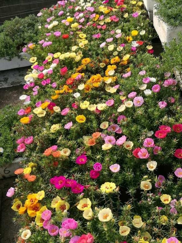 春天不知道养什么好看好养的花，就选择这三种，经验让你选对的。