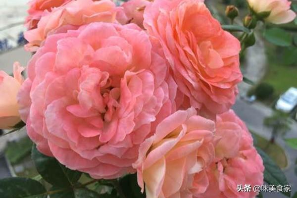 精品月季“躲躲藏藏”，开花爆盆，花比叶多，实属养花首选
