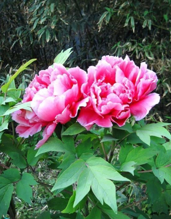 牡丹花开富贵寓意极好，作为国花能家养，每个养花爱好者不能错过