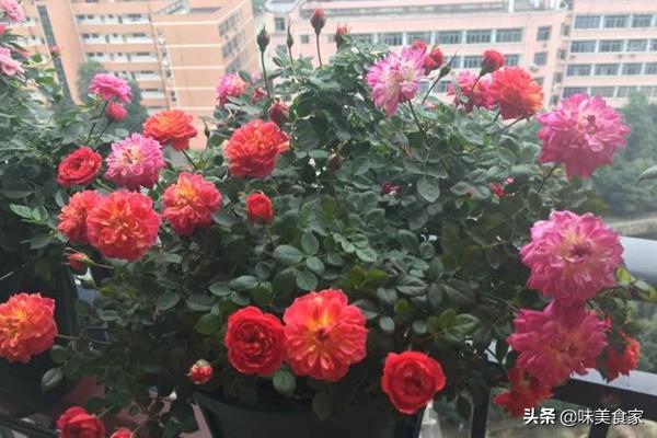 精品月季“躲躲藏藏”，开花爆盆，花比叶多，实属养花首选