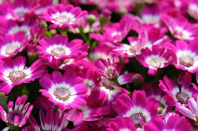 这花五彩缤纷，花期长好养活，什么颜色都有，花界中不多见