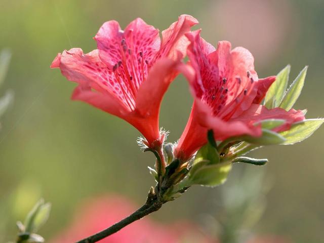 杜鹃花掉苞严重，这几点再不重视，花期减少一大半