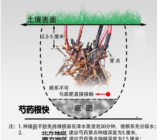 天气越来越暖，抓紧时间把这3种根茎埋起来，最快不到一个月看花