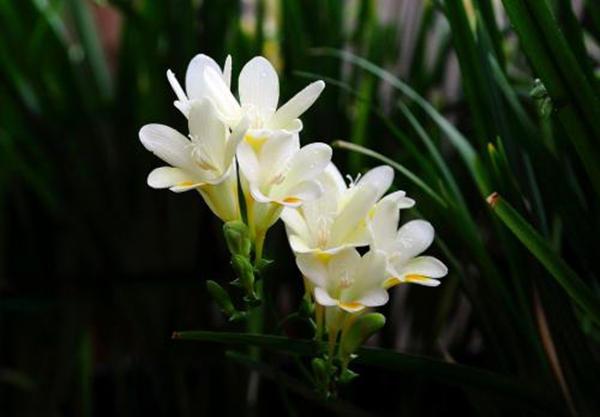 兰花亭亭玉立姿态优雅，养一盆香雪兰，开花成串花香飘远