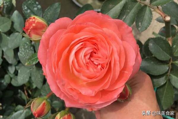 精品月季“躲躲藏藏”，开花爆盆，花比叶多，实属养花首选