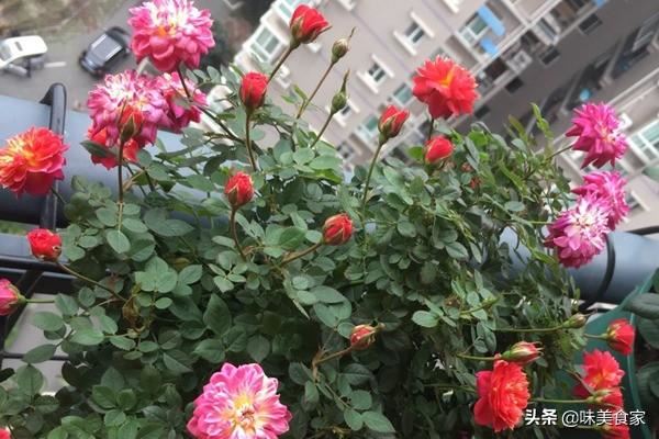 精品月季“躲躲藏藏”，开花爆盆，花比叶多，实属养花首选