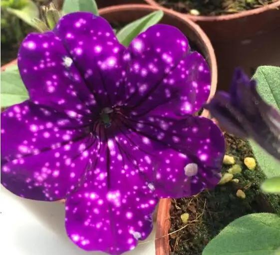 浪漫星空矮牵牛，花朵如梦幻星空，春天养一盆吧！太美了！