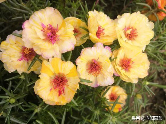 夏天养花，当属“太阳花”，号称“爆盆王”，一旦开花就停不下