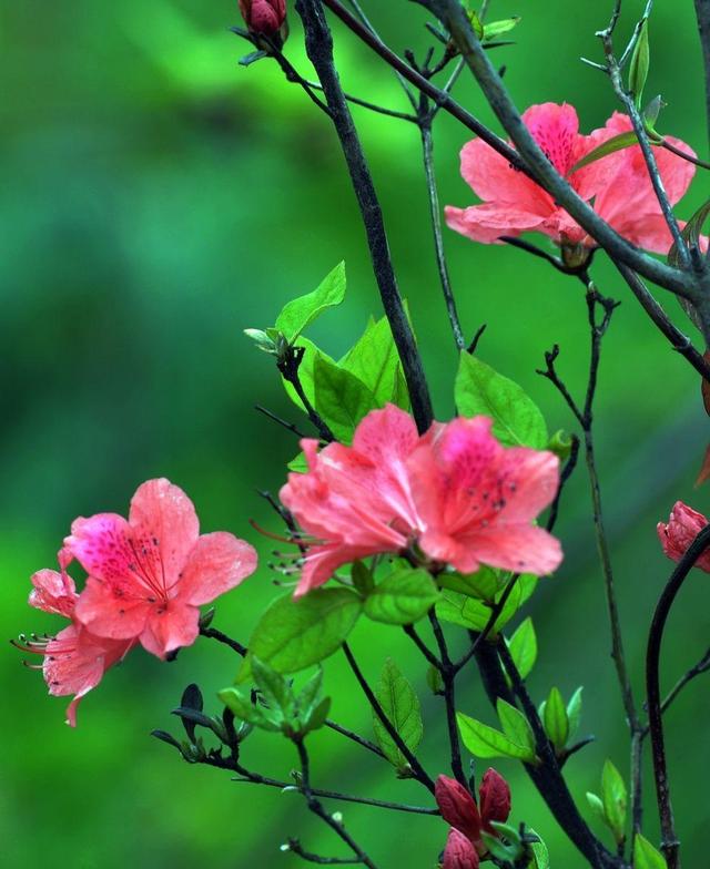 杜鹃花掉苞严重，这几点再不重视，花期减少一大半