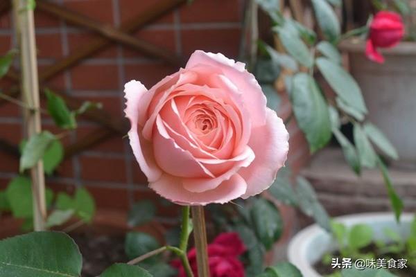 精品月季“躲躲藏藏”，开花爆盆，花比叶多，实属养花首选