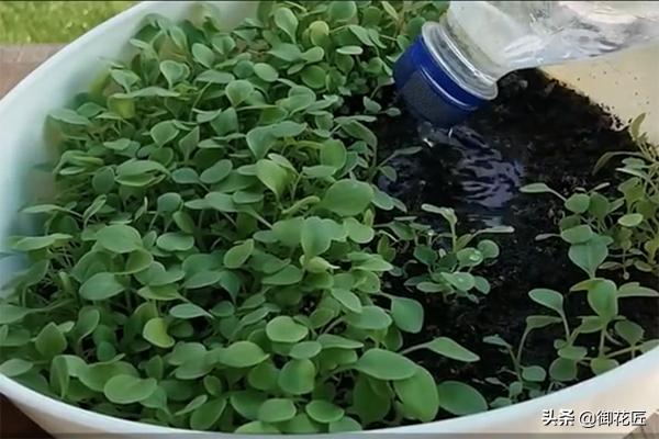 春天养花选矮牵牛，开爆盆，花量大，花香浓郁，阳台轻松变花海