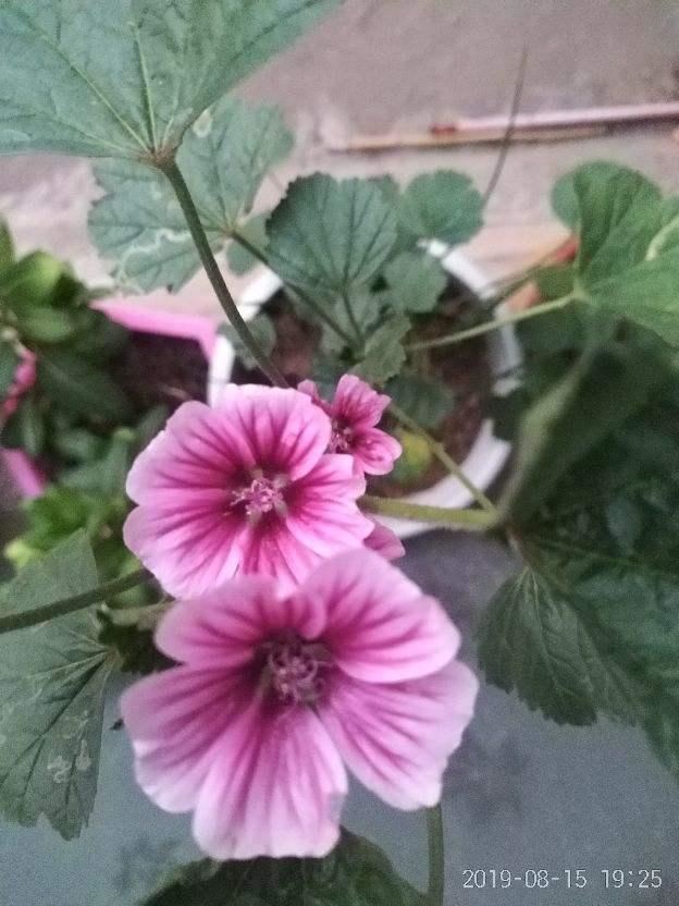 不娇气的锦葵花，地栽盆栽都能养好，开花仙气飘飘