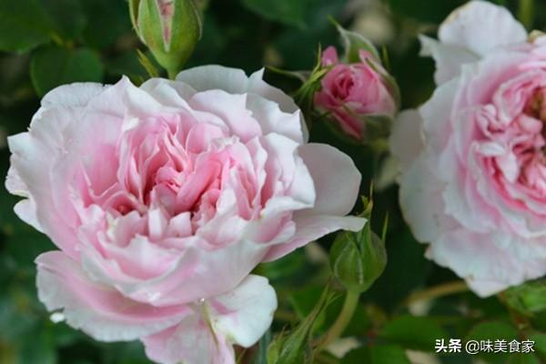 精品月季“躲躲藏藏”，开花爆盆，花比叶多，实属养花首选